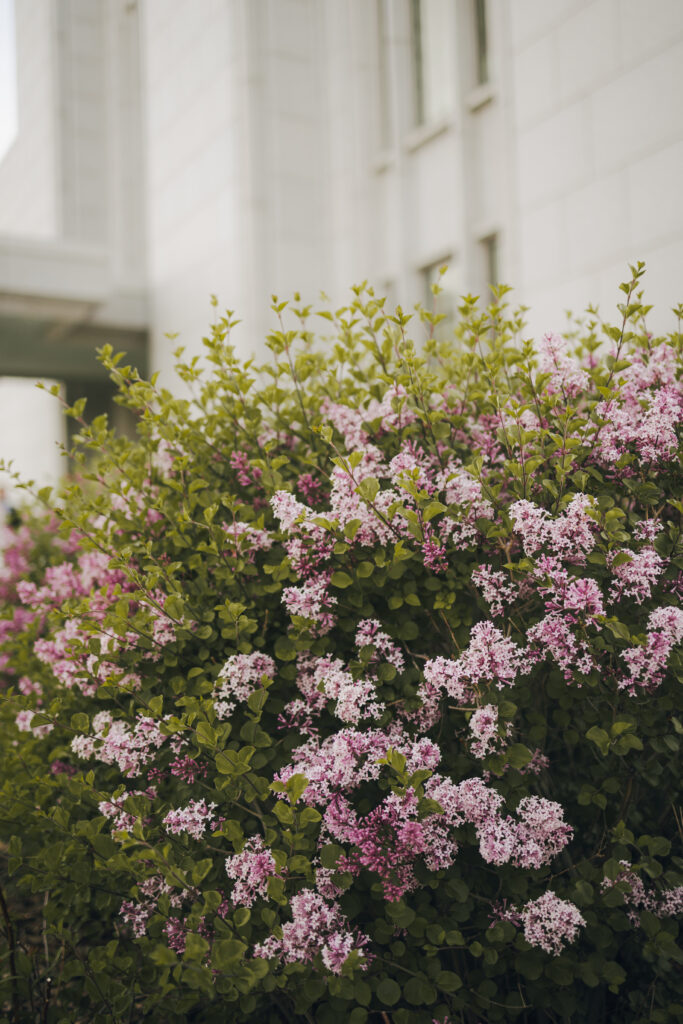 beautiful flowers at temple